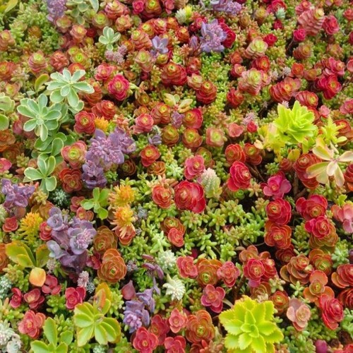 Sedum plant 9cm pots - 9cm,