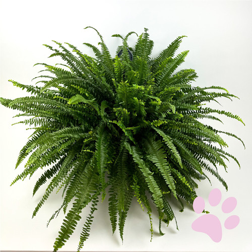 Large boston fern - large,