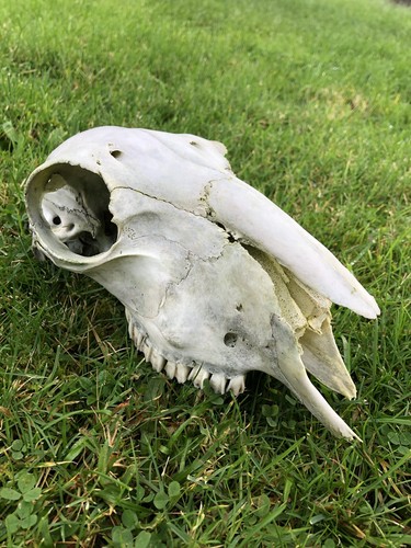Real sheep skull - real,