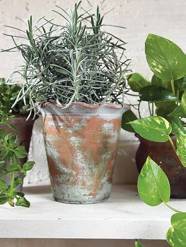 Long tom pie crust plant - long,