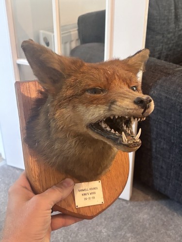 Vintage taxidermy snarling - vintage,