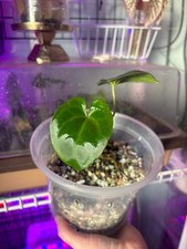 Anthurium Papi X-one Fully