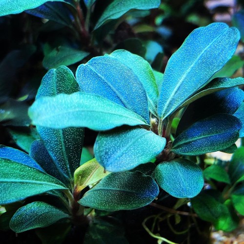 Bucephalandra theia green - bucephalandra,