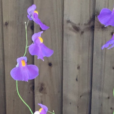 Utricularia Longifolia - Bladderwort- Carnivorous Plant