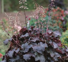 Heuchera 'Palace Purple'