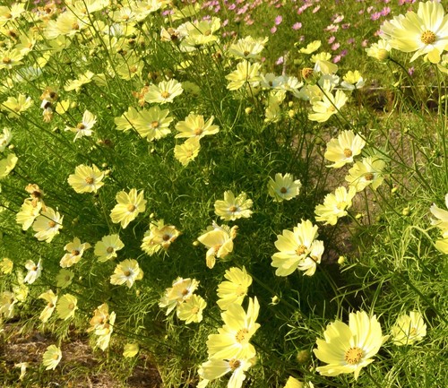 60x cosmos bipinnatus sunset - bipinnatus,