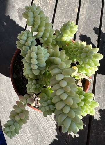 Sedum morganianum burrito - sedum,