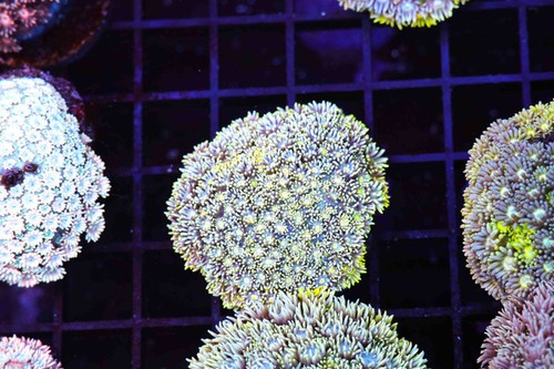 Blue lemonade goniopora - blue,