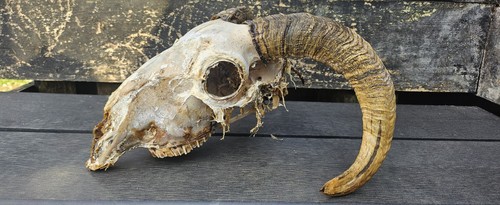 Sheep skull taxidermy art - sheep,