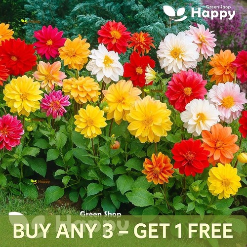 Dahlia variabilis dwarf unwins - dahlia,