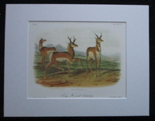 Audubon's "Prong-Horned