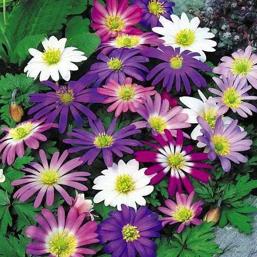 Daisy anemone blanda - x,