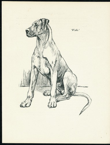 Great dane vintage 1937 dog - great,