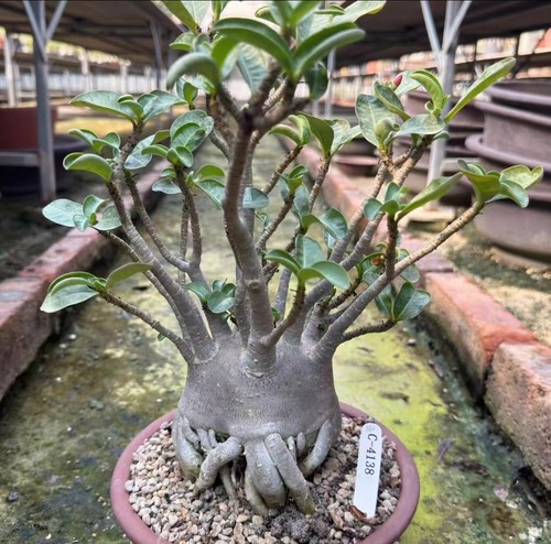Adenium obesum wysiwyg - adenium,