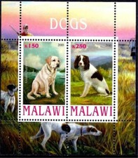 Hunting Dogs Golden Retriever