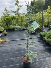 Blue Atlas Cedar 'Horstmann Silberspitz' Tree - Cedrus atlantica 80/100cm (5L)