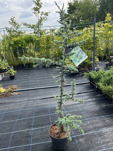 Blue atlas cedar - atlas, 'horstmann