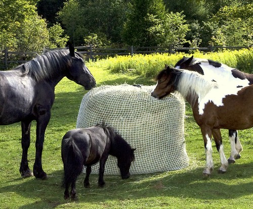 Slow bale buddy round - buddy,