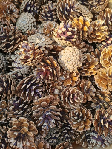 50x premium pine - 50x,