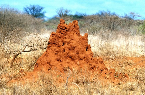 Postcard termite hill - termite,