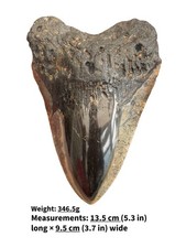 Authentic megalodon shark - authentic,
