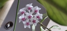Hoya BELLA