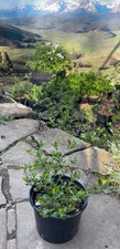 5 litre large - escallonia