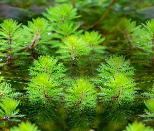 20x pond oxygenating plants - 20x,