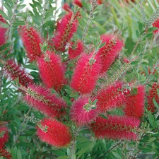 Evergreen Shrub, Callistemon