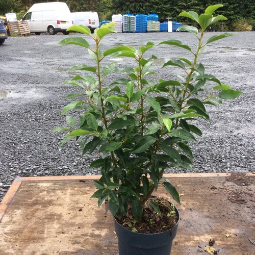 Prunus lusitanica 60cm - 50,