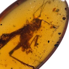 HUGE Cricket in Burmese /