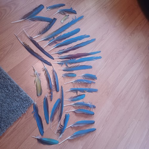 Macaw feathers - macaw,
