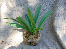 Rare Dracula vespertilio