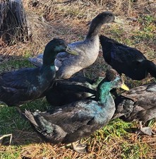 Cayuga duck hatching eggs - hatching,