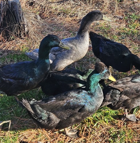 Cayuga duck hatching eggs - cayuga,