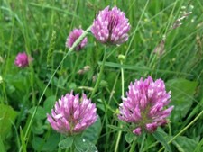 Medium Red Clover Seed –