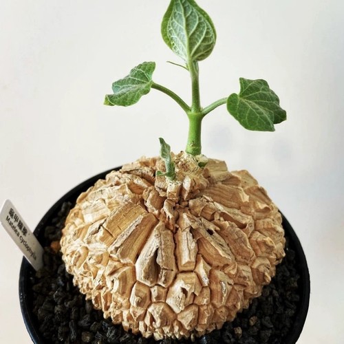 4cm succulent cactus - 4cm,