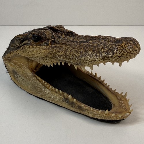 Taxidermy alligator - taxidermy,