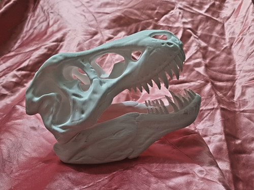 Rex skull replica display - t,