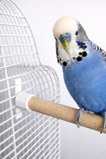 Twist Fit Wooden Bird Perches