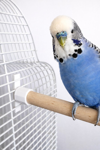 Twist fit wooden bird perches - twist,