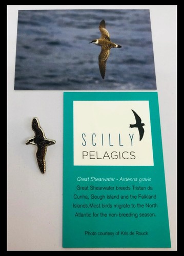 Great shearwater scilly - shearwater,