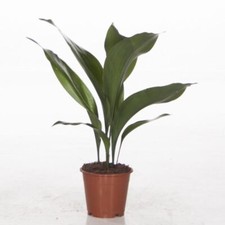 Aspidistra elatior - Cast Iron Plant, Low Light Houseplant - 2x 12cm Pots