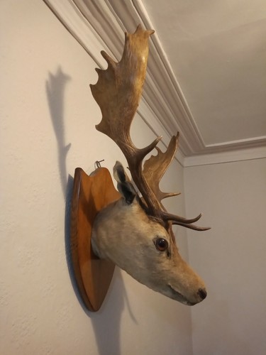 Fallow deer head - head,