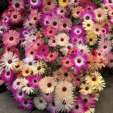 Mesembryanthemum mixed - mesembryanthemum, |