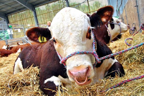 Pedigree hereford cow - cow, cattle
