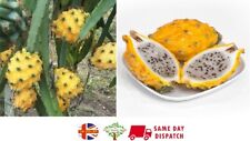 Yellow Dragon Fruit seeds | 15+  | Pitaya | Same Day Dispatch