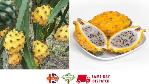 Yellow dragon fruit - dragon,