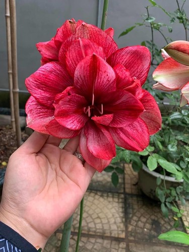 Pretty imported double - pretty,
