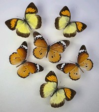Real Butterfly Collection x 6